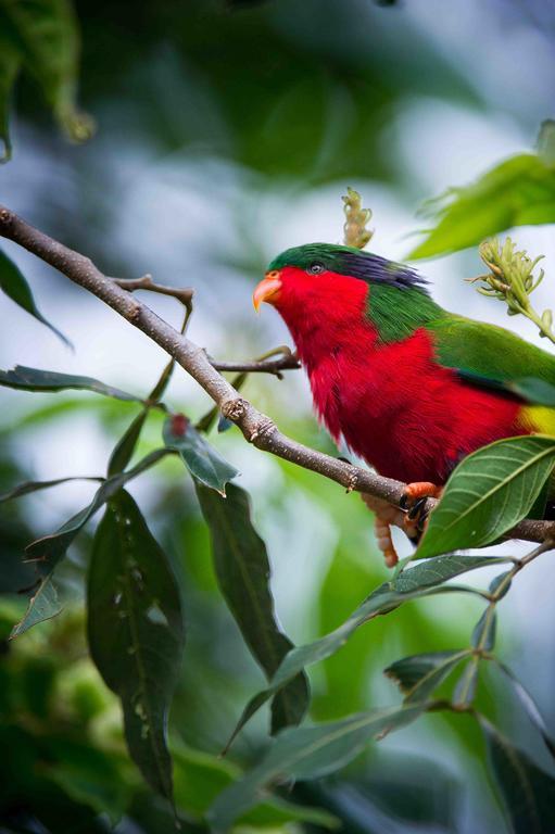 La Perruche Rouge Tamatoa Ngoại thất bức ảnh